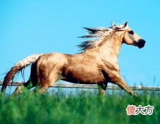 属马人养鱼有什么讲究