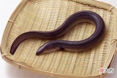 梦见鳝鱼_做梦梦到鳝鱼是什么意思