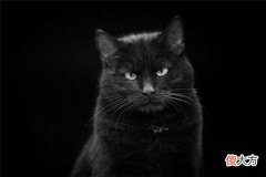 梦见黑猫_做梦梦到黑猫是什么意思