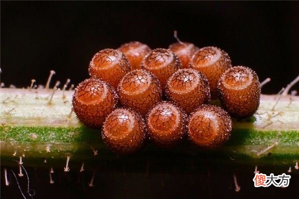 梦见虫卵_做梦梦到虫卵是什么意思