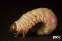 梦见生蛆_做梦梦到生蛆是什么意思