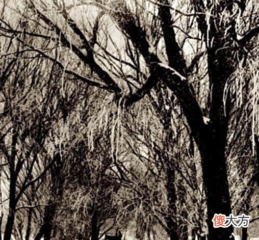 【历史故事】老照片：一百多年前的天津，到处可见外国的租界