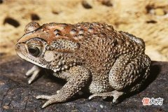 梦见癞蛤蟆、蟾蜍_做梦梦到癞蛤蟆、蟾蜍是什么意思