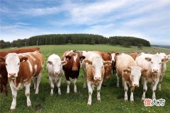 梦见牲畜_做梦梦到牲畜是什么意思