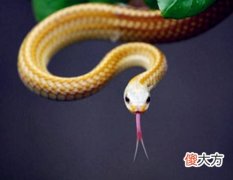 属蛇女人的感情弱点