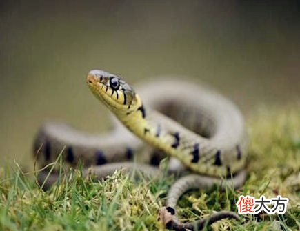 属蛇人养鱼有什么讲究