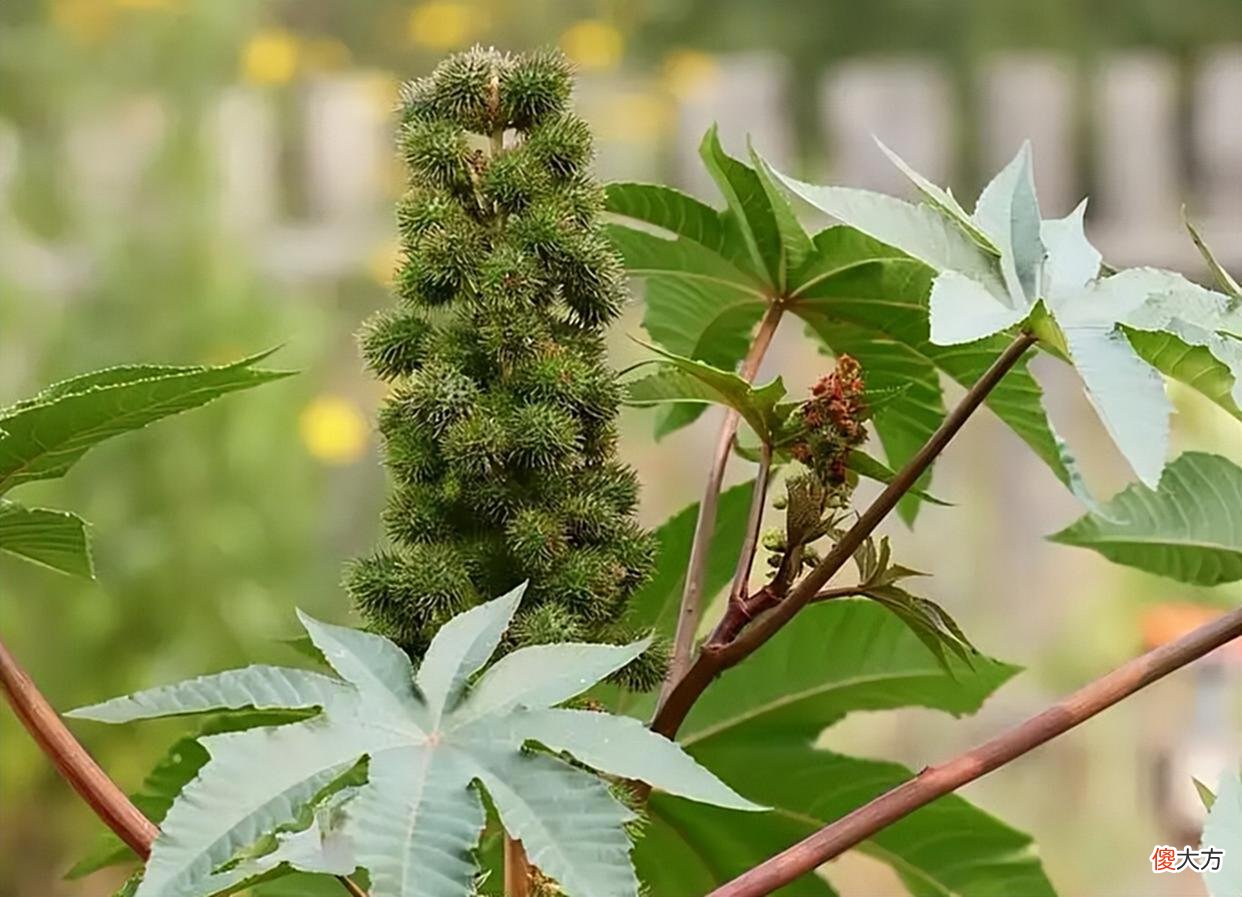 【游戏迷】《宝可梦》来源与生态：处于最弱生态位，向日种子与向日花怪！