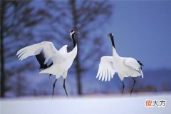 梦见鹤、仙鹤_做梦梦到鹤、仙鹤是什么意思