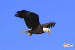 梦见飞禽_做梦梦到飞禽是什么意思