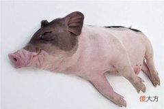 梦见死猪_做梦梦到死猪是什么意思