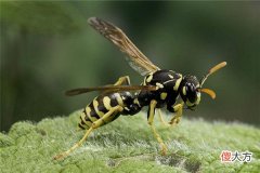 梦见黄蜂_做梦梦到黄蜂是什么意思