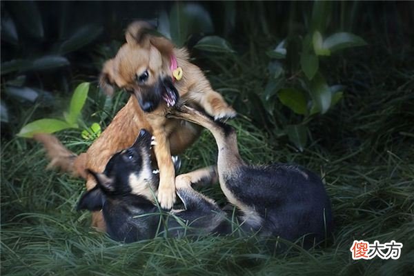 梦见狗打架、狗咬狗_做梦梦到狗打架、狗咬狗是什么意思