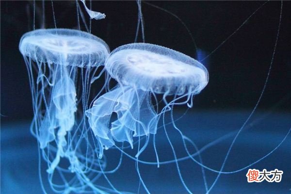 梦见水生物_做梦梦到水生物是什么意思