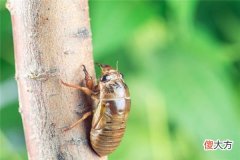 梦见蝉、知了_做梦梦到蝉、知了是什么意思