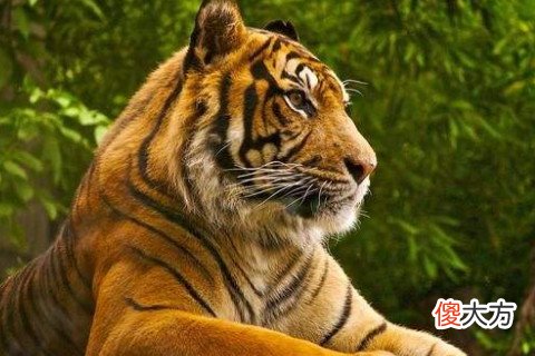 属虎的人恋爱追求与婚姻