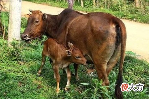 属牛的人恋爱追求与婚姻
