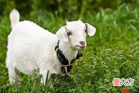 属羊的人恋爱追求与婚姻