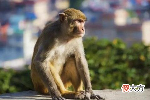 属猴的人恋爱追求与婚姻