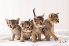 梦见小猫_做梦梦到小猫是什么意思