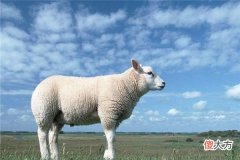 梦见白羊_做梦梦到白羊是什么意思