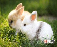 1987年属兔的人是什么命
