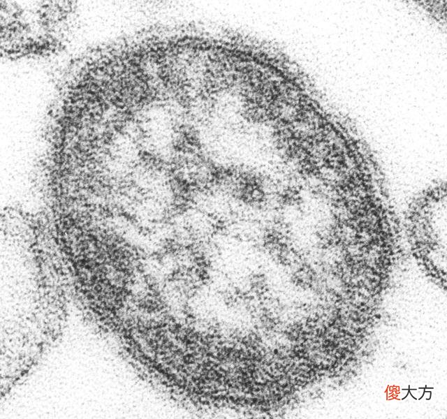 【爱历史】中国古代的血吸虫病是怎么产生的？