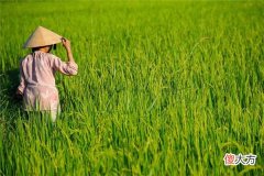 梦见水稻_做梦梦到水稻是什么意思