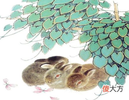属兔人养鱼有什么讲究