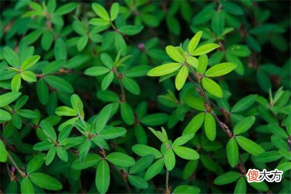 梦见草本植物_做梦梦到草本植物是什么意思