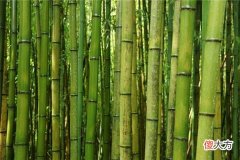 梦见竹子_做梦梦到竹子是什么意思