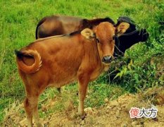 属牛人家里摆放什么好