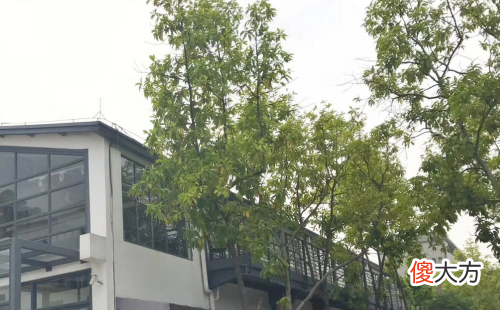 2019年属鼠人爱情运势会怎样