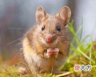 1972年属鼠的人是什么命