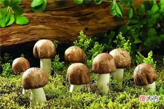 梦见蘑菇_做梦梦到蘑菇是什么意思