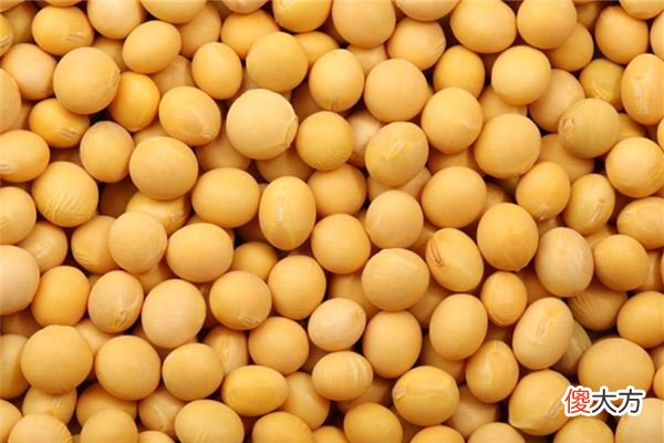 梦见黄豆、种黄豆_做梦梦到黄豆、种黄豆是什么意思