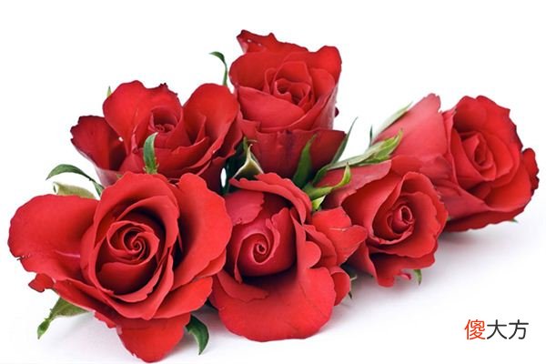 梦见玫瑰花_做梦梦到玫瑰花是什么意思