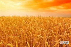 梦见麦地_做梦梦到麦地是什么意思