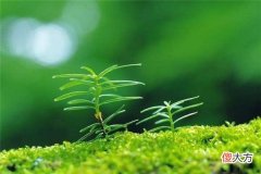 梦见树苗_做梦梦到树苗是什么意思