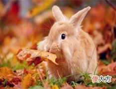 属兔的本命佛是什么