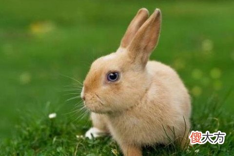 属兔女人的性格特点如何