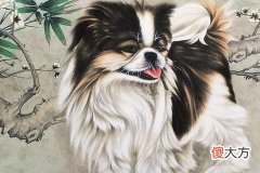 属狗女人的性格特点如何