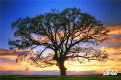 梦见大树_做梦梦到大树是什么意思