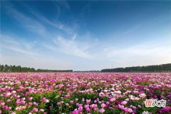 梦见一片花海_做梦梦到一片花海是什么意思