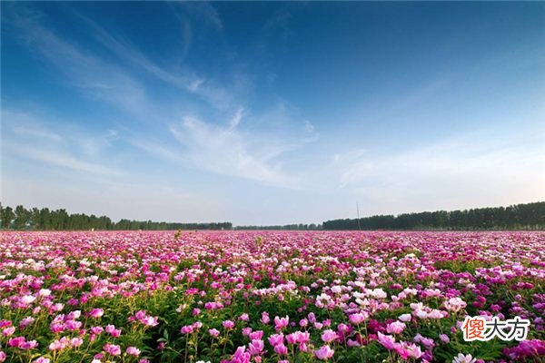 梦见一片花海_做梦梦到一片花海是什么意思