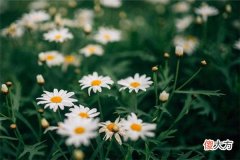 梦见野花_做梦梦到野花是什么意思