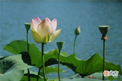 梦见荷花_做梦梦到荷花是什么意思