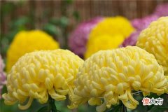 梦见菊花_做梦梦到菊花是什么意思
