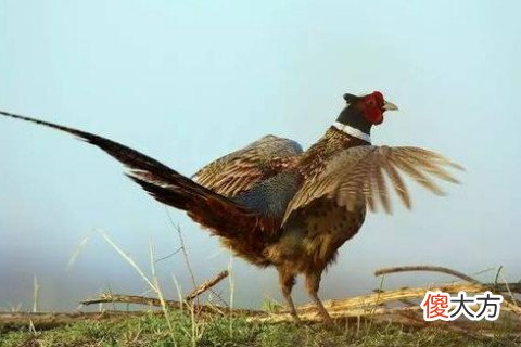 男人属鸡命运如何