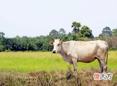 属牛人的办公室布局