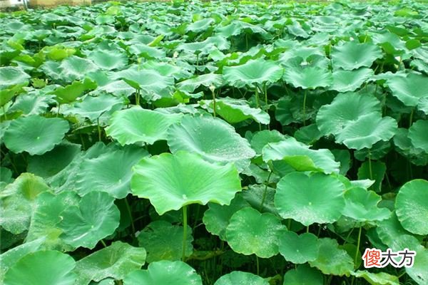 梦见荷叶_做梦梦到荷叶是什么意思